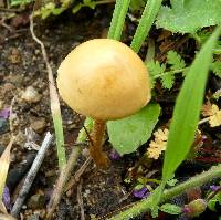 Agrocybe pediades image