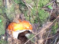 Amanita muscaria image