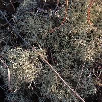 Cladonia subtenuis image