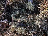 Cladonia rangiferina image