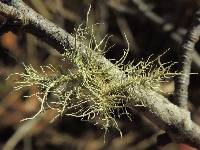 Usnea strigosa image