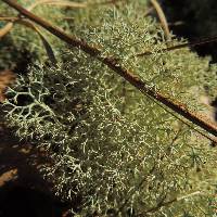 Cladonia subtenuis image