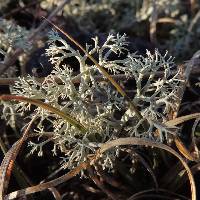 Cladonia rangiferina image