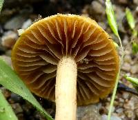 Agrocybe pediades image