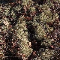 Cladonia subtenuis image