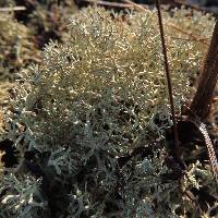 Cladonia subtenuis image