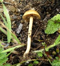 Agrocybe pediades image