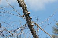 Fomitopsis betulina image