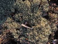 Cladonia subtenuis image