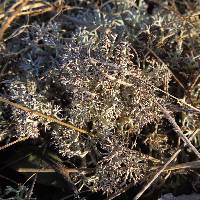 Cladonia rangiferina image