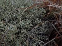 Cladonia subtenuis image