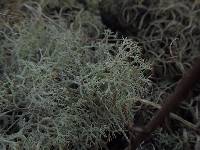 Cladonia subtenuis image