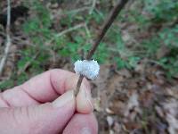 Schizophyllum commune image