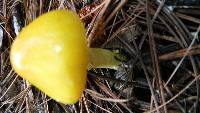 Amanita flavoconia image