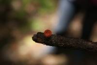 Cookeina tricholoma image