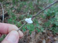 Schizophyllum commune image