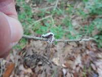 Schizophyllum commune image