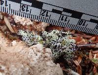 Cavernularia lophyrea image