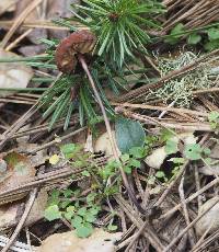 Marasmius plicatulus image