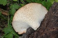 Polyporus squamosus image