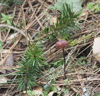 Marasmius plicatulus image