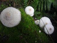 Leucocoprinus cepistipes image