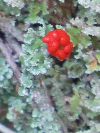 Cladonia bellidiflora image