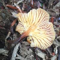 Xeromphalina campanella image