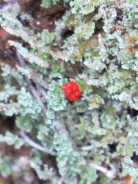 Cladonia bellidiflora image