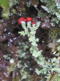 Cladonia bellidiflora image