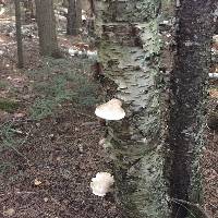 Piptoporus betulinus image