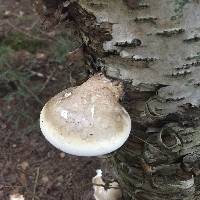 Fomitopsis betulina image