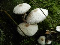 Leucocoprinus cepistipes image