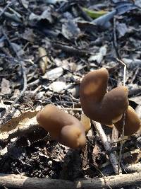 Helvella compressa image