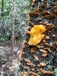 Tremella aurantia image