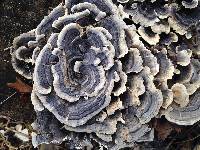 Trametes versicolor image