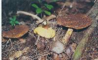 Tricholomopsis scabra image