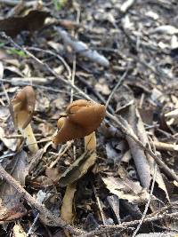 Helvella compressa image