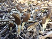 Helvella compressa image