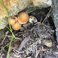 Psathyrella candolleana image