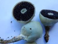 Psilocybe weraroa image