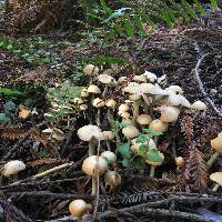 Psathyrella candolleana image