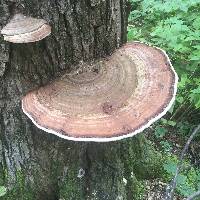 Ganoderma applanatum image