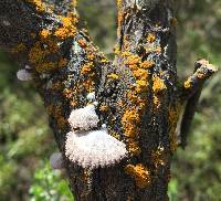 Schizophyllum commune image