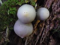 Psilocybe weraroa image