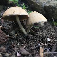 Psathyrella candolleana image