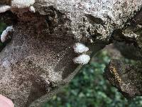 Schizophyllum commune image