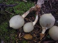 Psilocybe weraroa image