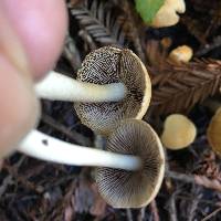 Psathyrella candolleana image