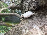 Schizophyllum commune image